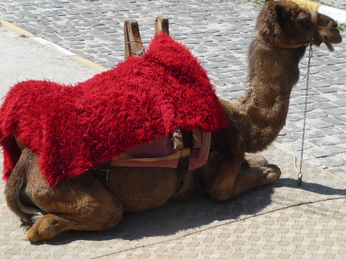 P1040579.JPG 3456x2592 index 335